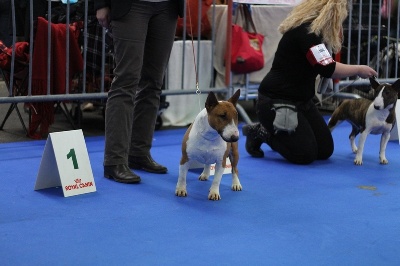 de la Truffe Cadurcienne - BOB + CACIB + CACS àToulouse: Expo. Internationale + spéciale de race 