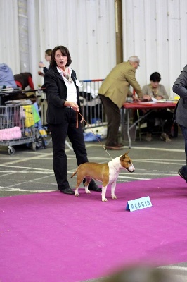 de la Truffe Cadurcienne - RCACIB + CACS à Expo Internationale de Tarbes