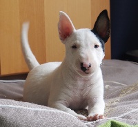 de la Truffe Cadurcienne - Bull Terrier Miniature - Portée née le 03/05/2014