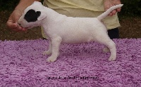 de la Truffe Cadurcienne - Bull Terrier Miniature - Portée née le 05/07/2015
