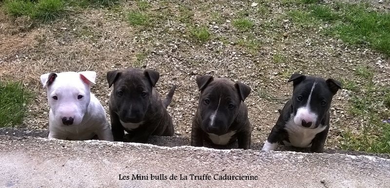 de la Truffe Cadurcienne - Bull Terrier Miniature - Portée née le 11/02/2016