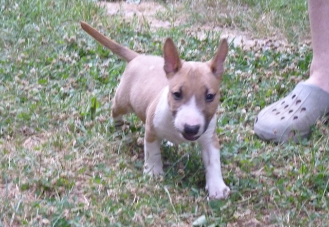 Guess chiot